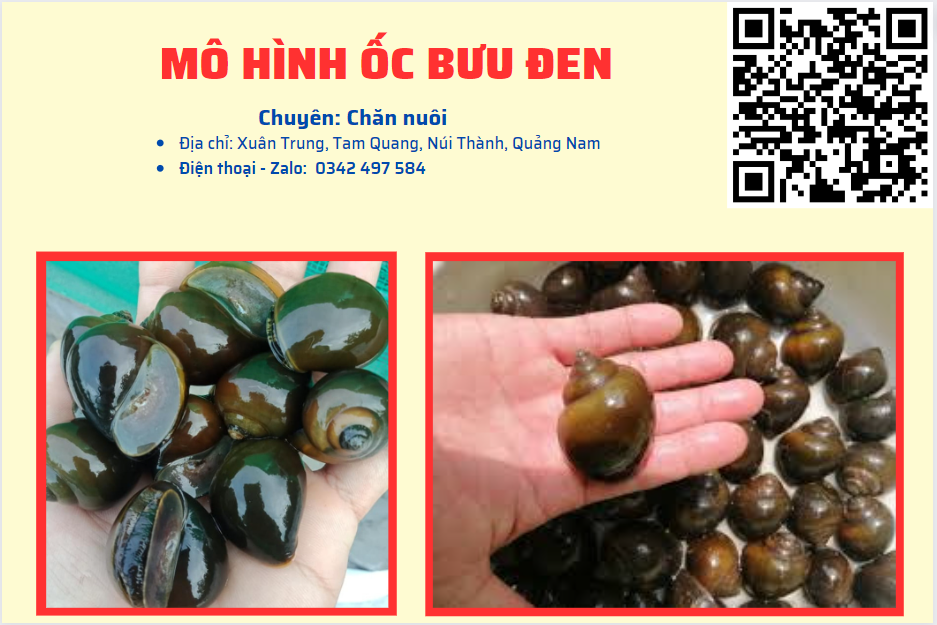 MÔ HÌNH ỐC BƯU ĐEN